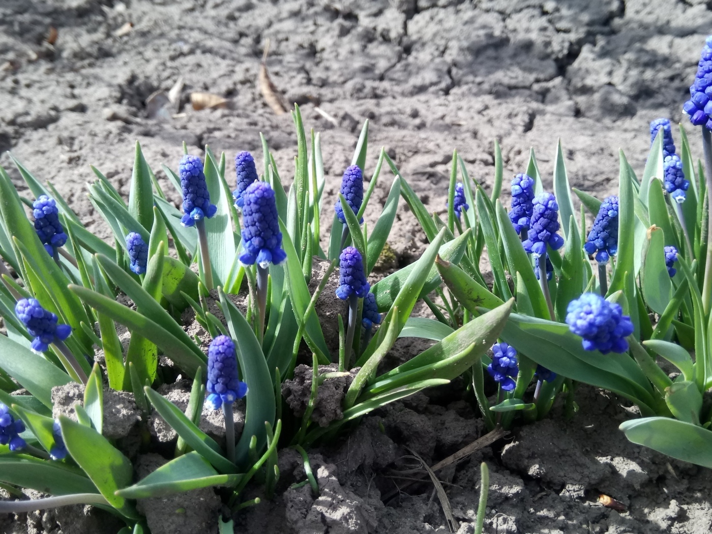 Маленькие весенние цветы мускарики