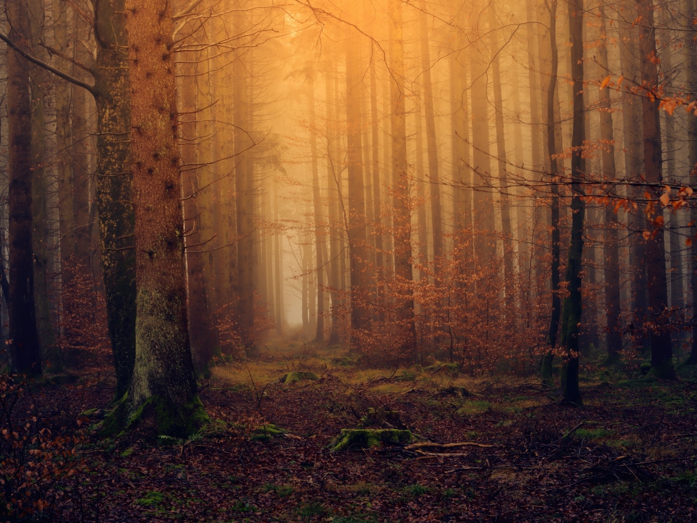 Холодный темный осенний лес