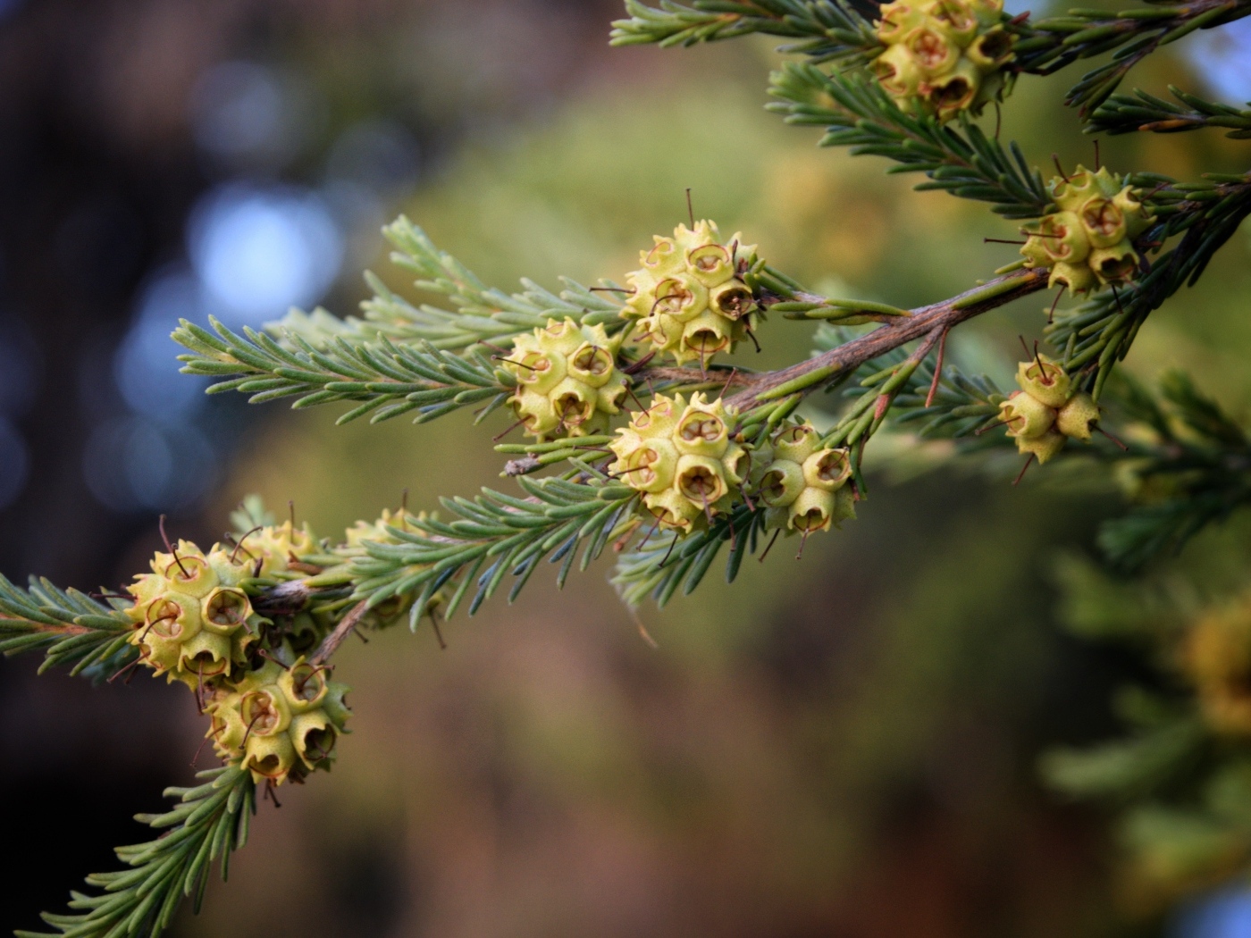 Зеленая ветка ели с семенами