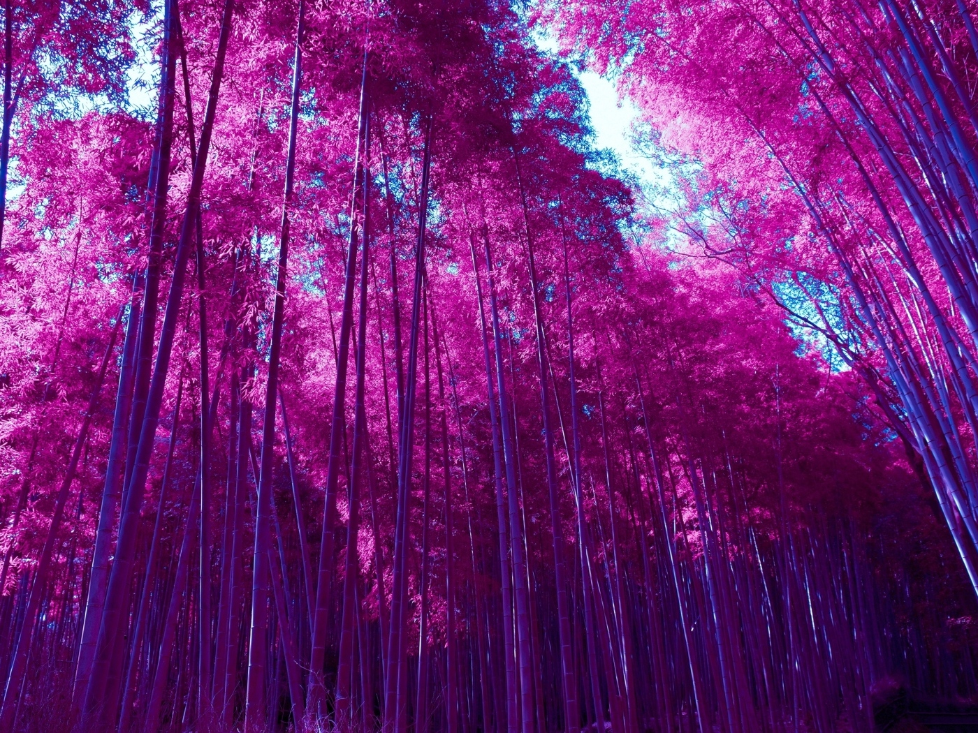 Красные высокие деревья в лесу