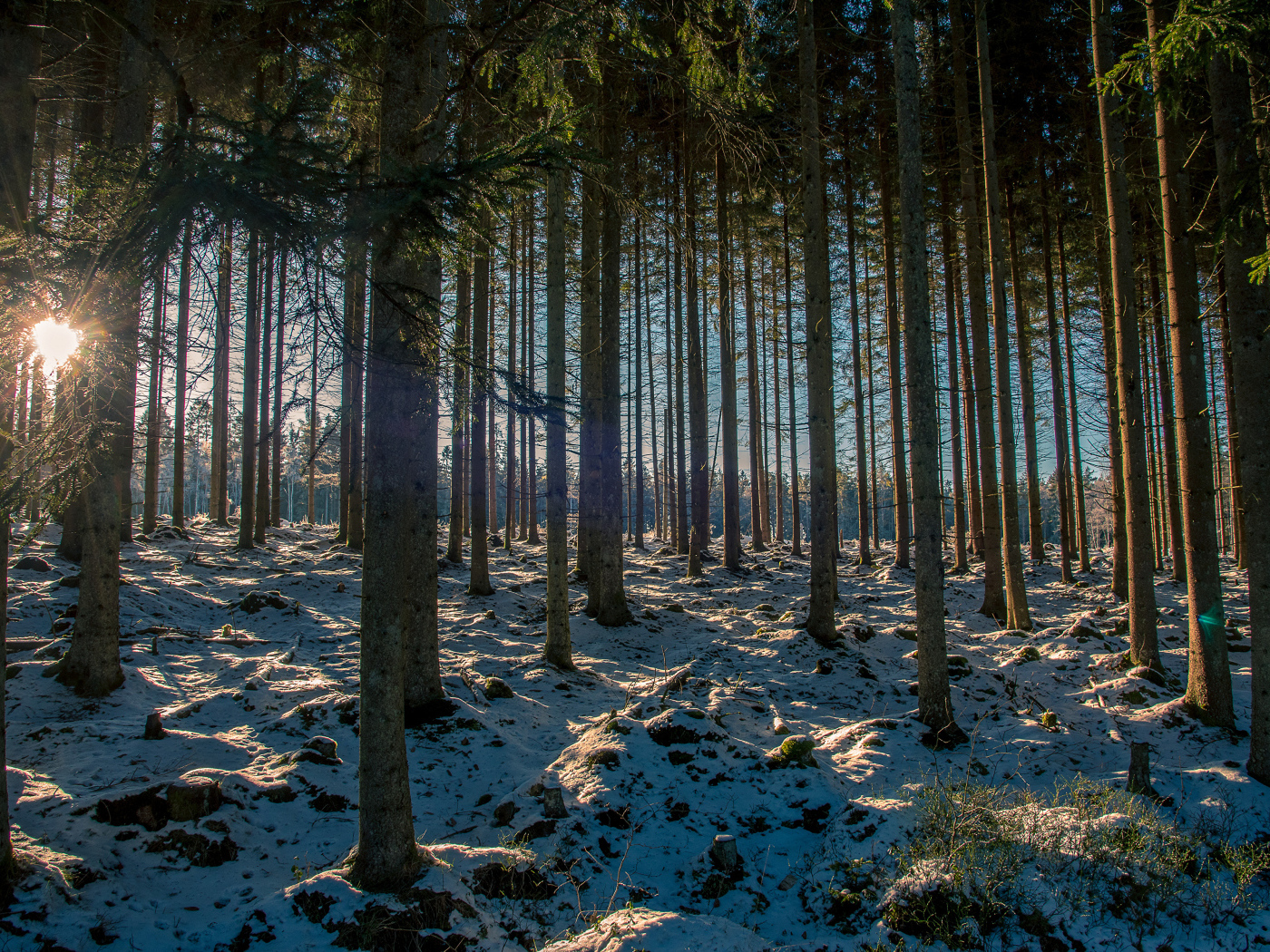 Заснеженный хвойный лес в лучах солнца