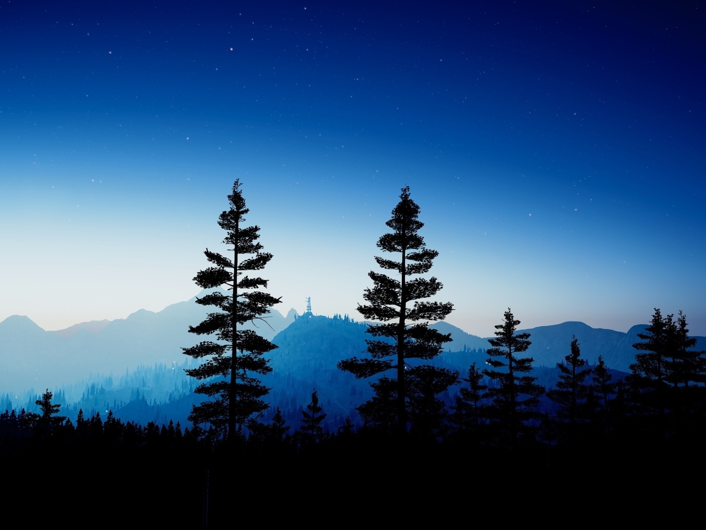 Высокие ели в лесу ночью