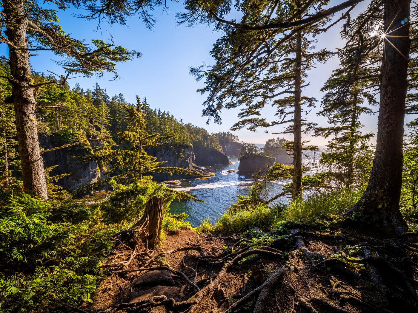 Высокие сосны на склоне у воды