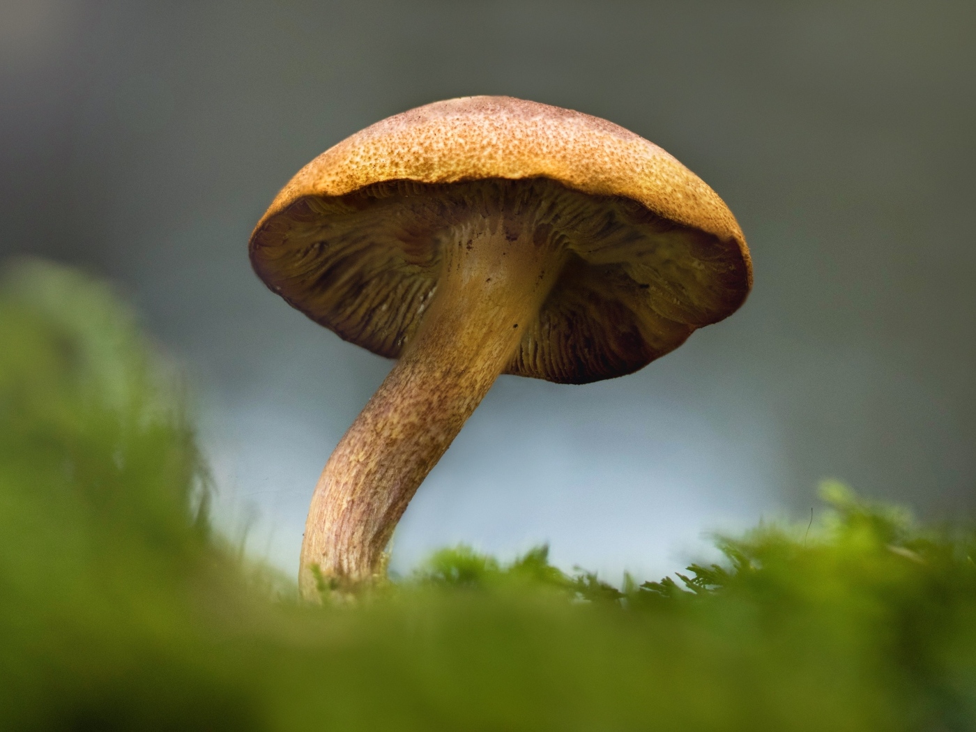 Большой гриб растет на зеленом мхе