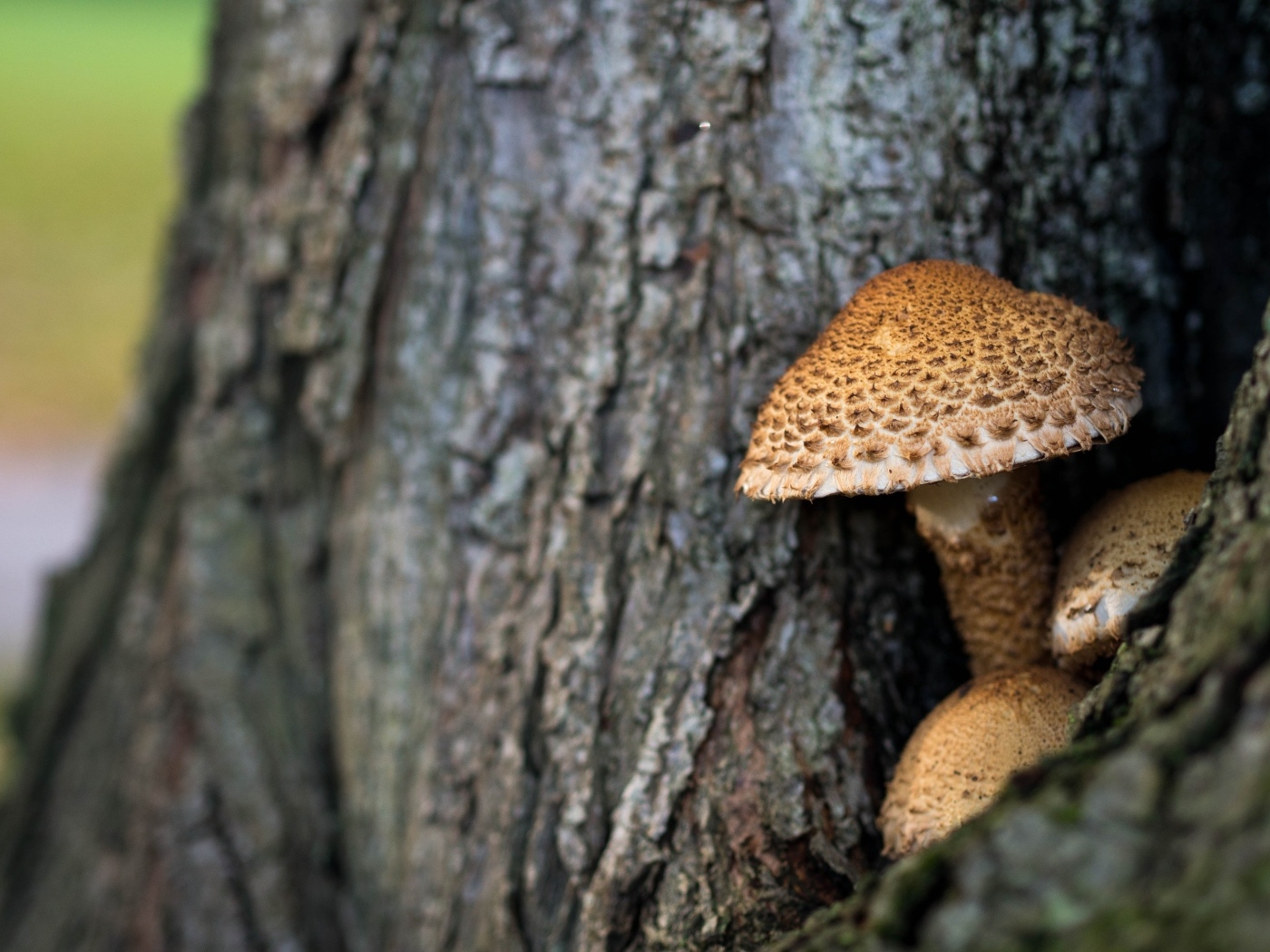 Грибы растут внутри дерева