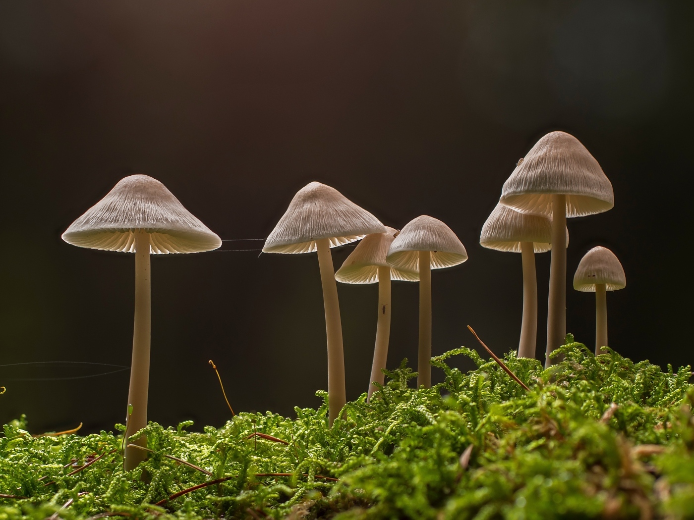 Грибы растут на покрытой мхом земле