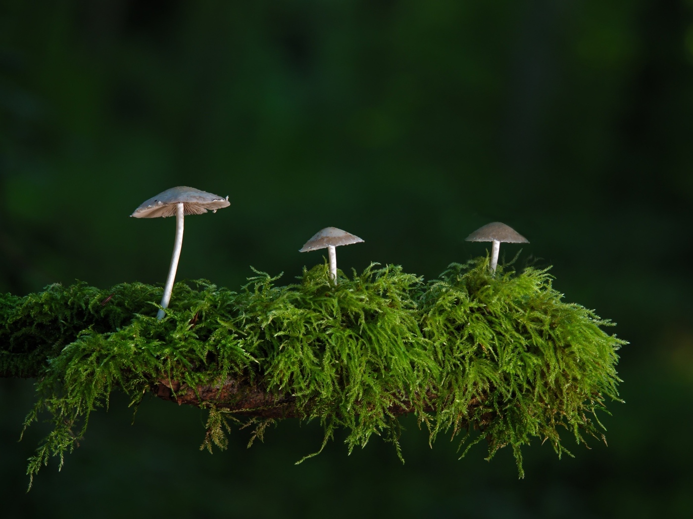 Грибы растут на покрытой мхом ветке