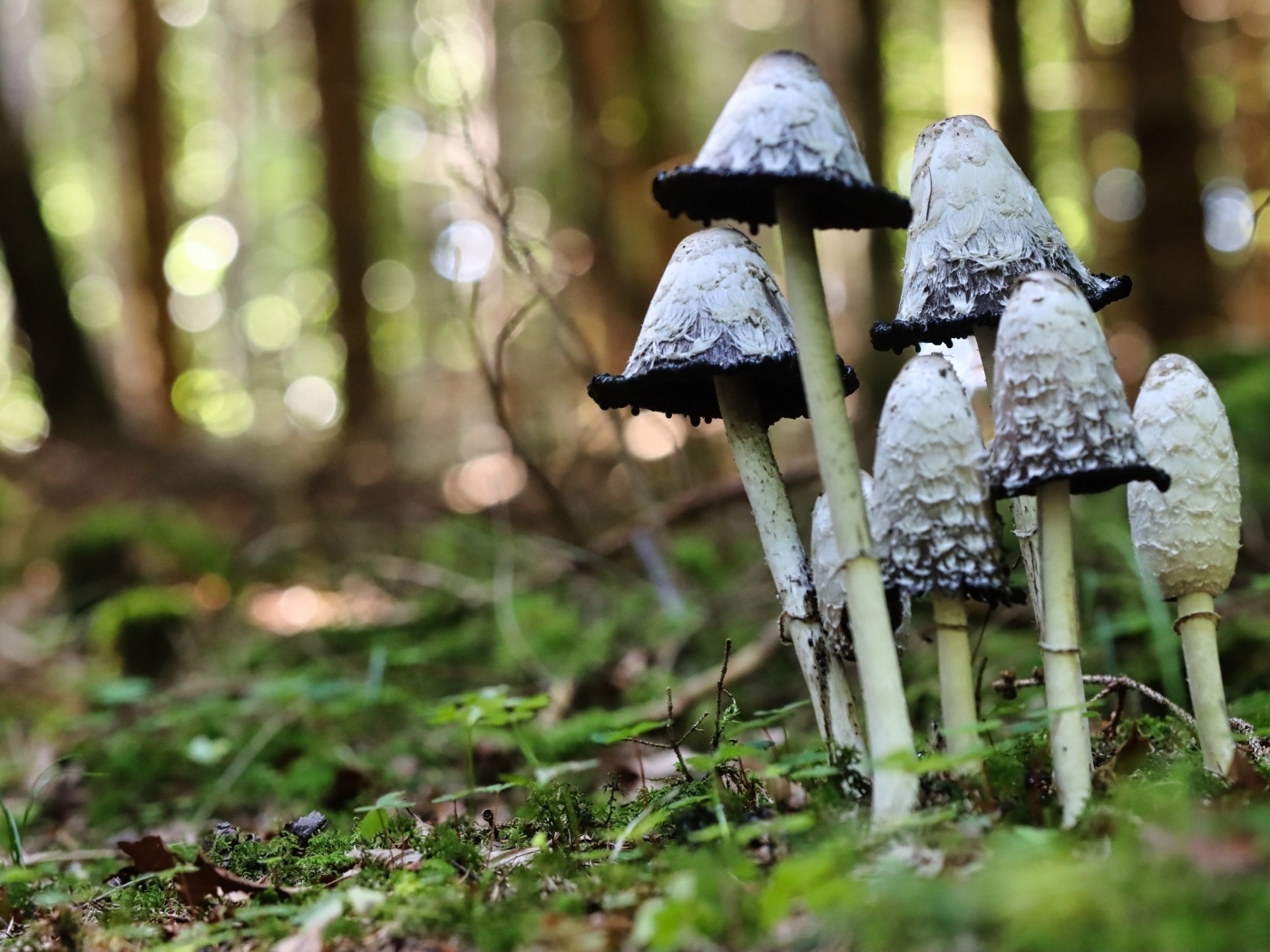 Грибы поганки растут в лесу