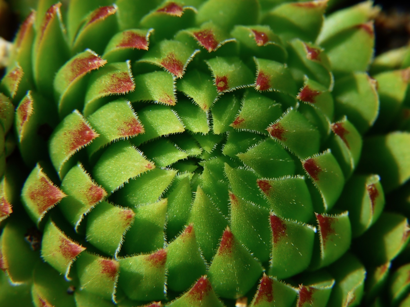 Красивый зеленый артишок крупным планом