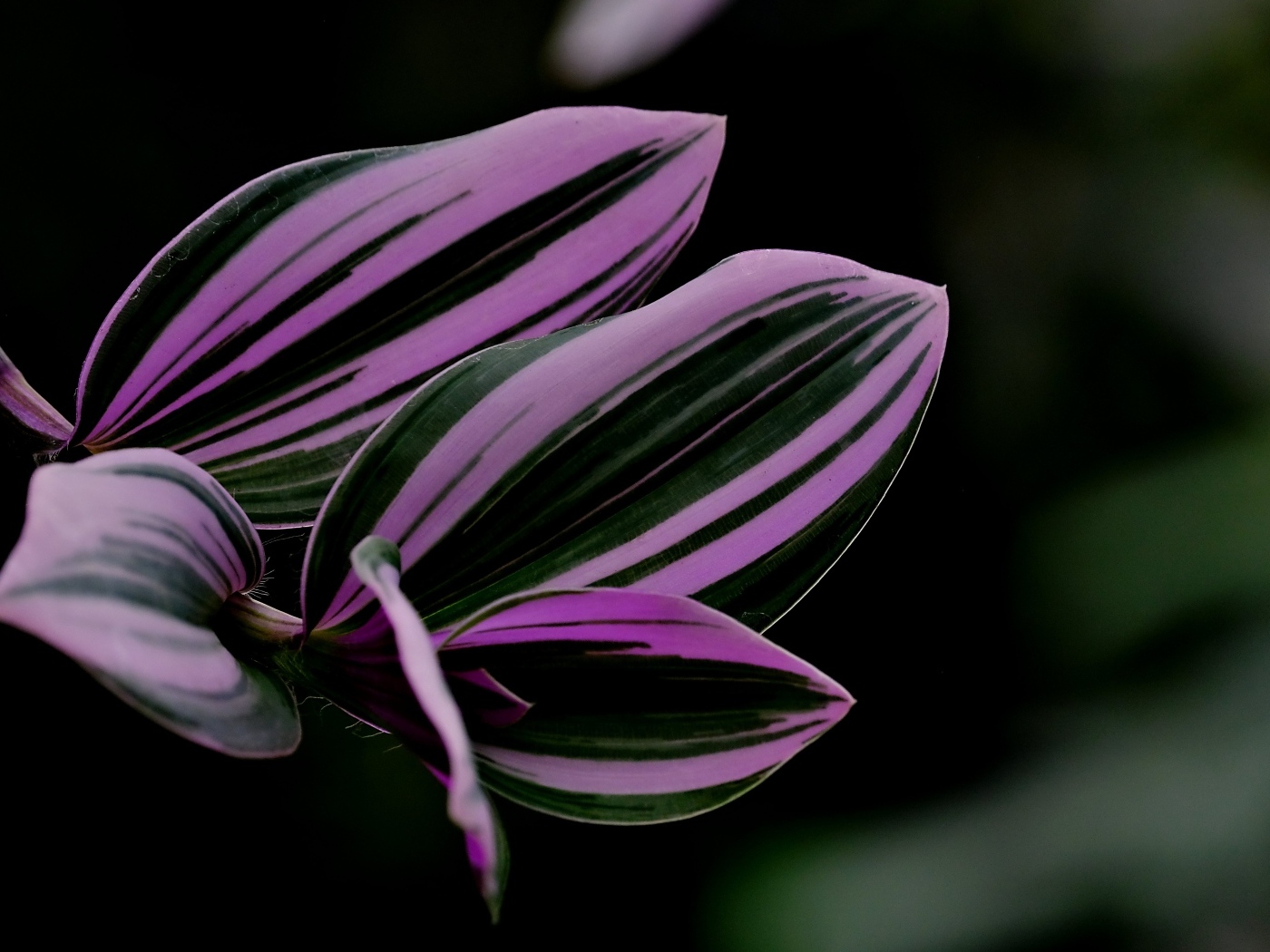 Красивые листья комнатного растения