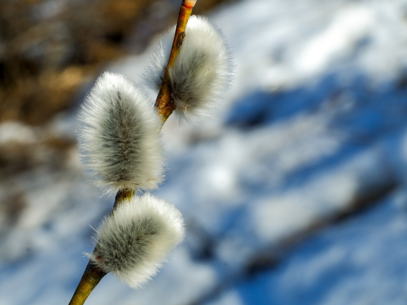 Пушистая веточка вербы крупным планом