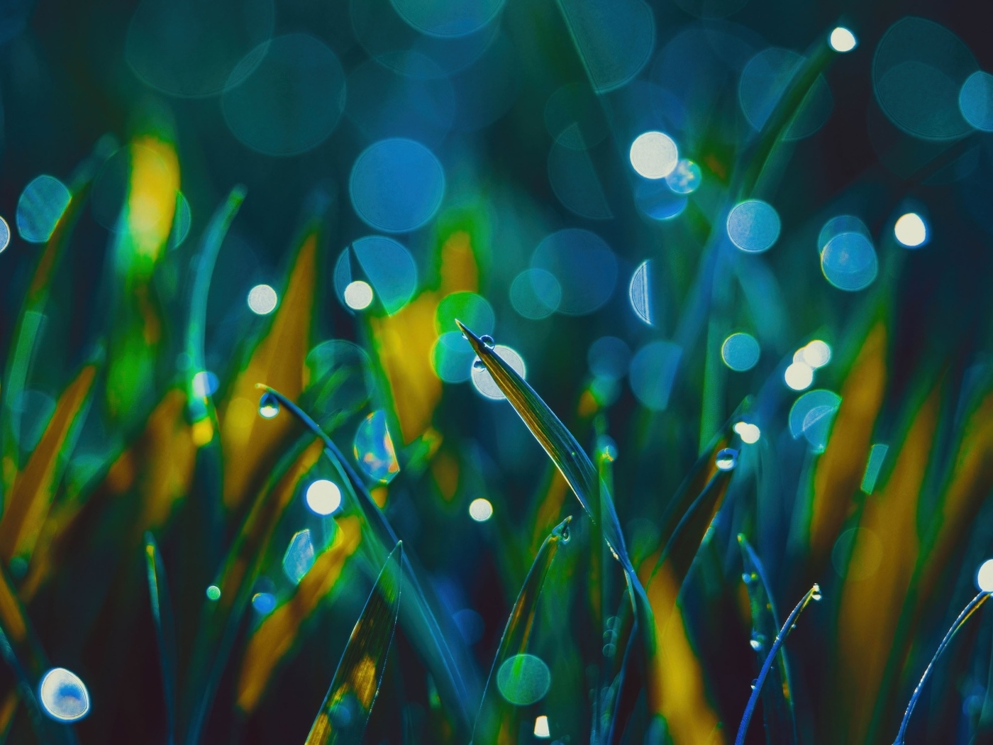 Зеленая трава в каплях росы крупным планом