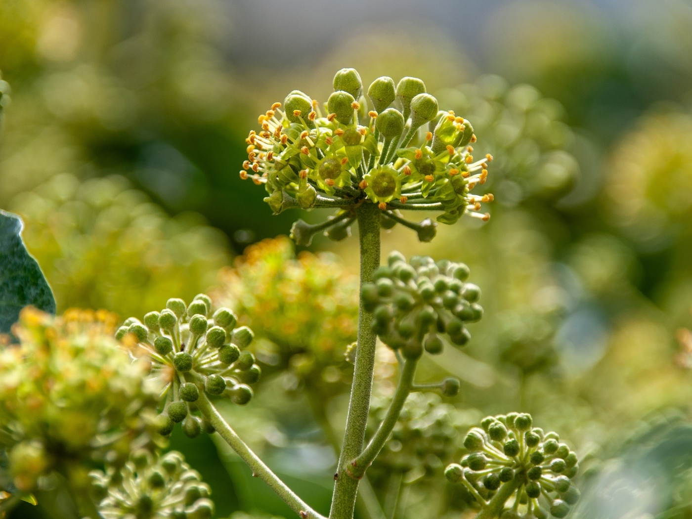 Зеленое растение борщевик