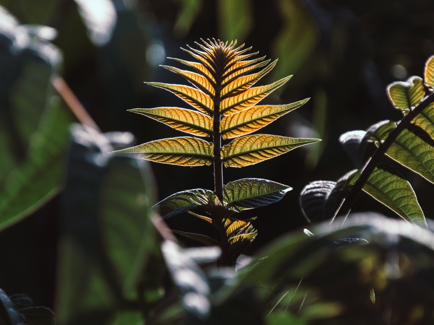 Зеленые листья в лучах солнца 