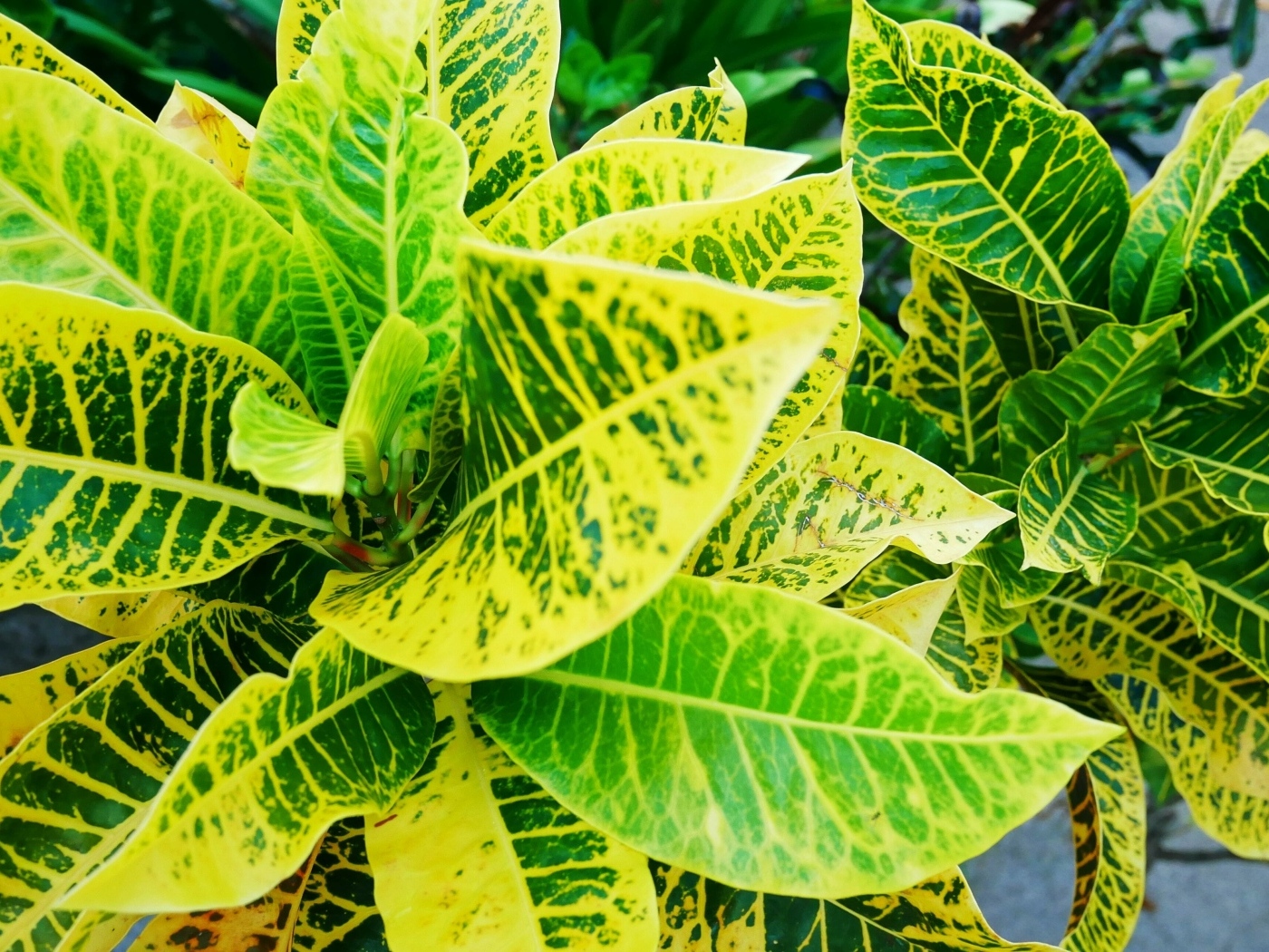 Зеленые листья комнатного растения Кротон