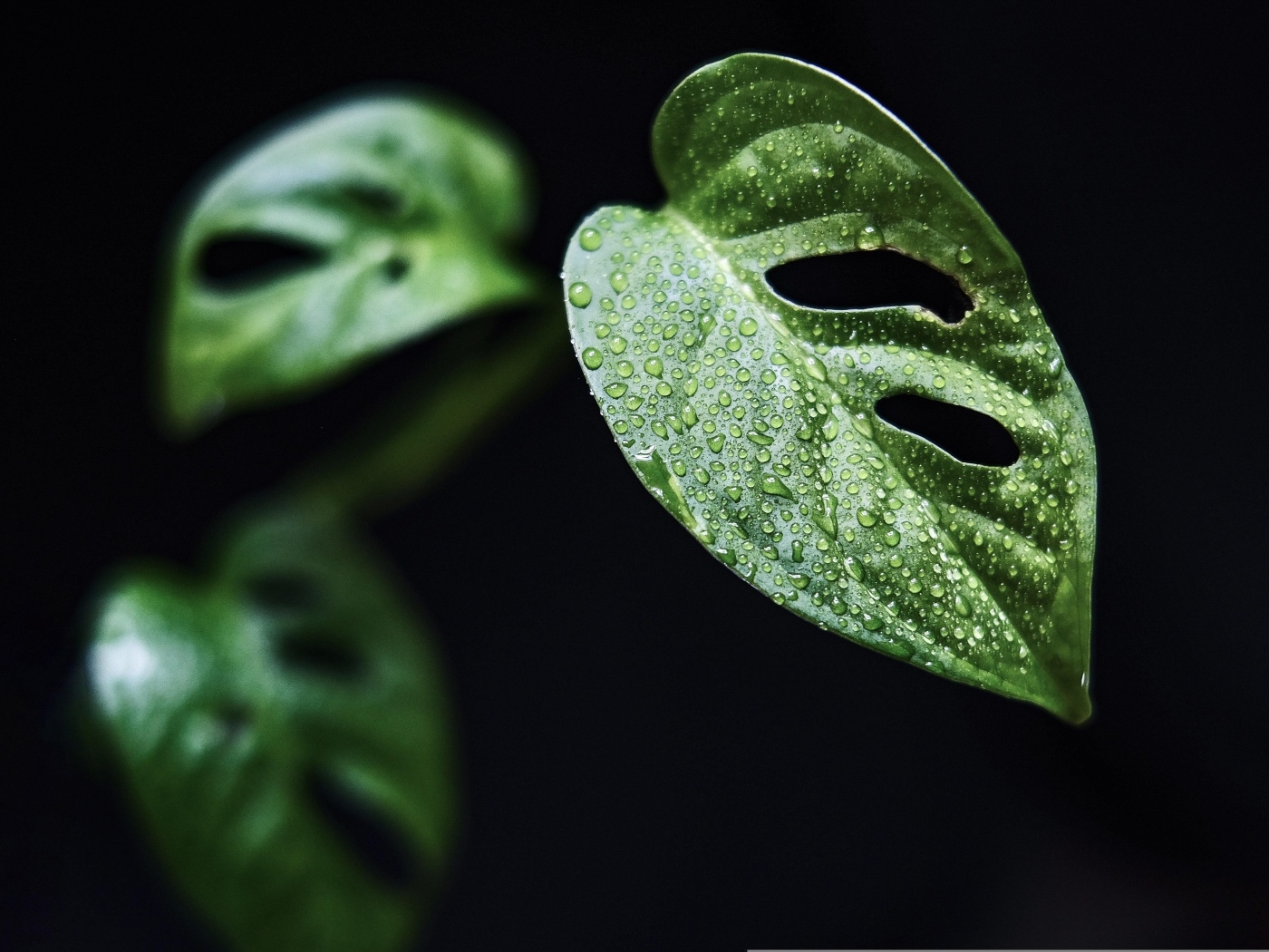Зеленые листья цветка монстера на черном фоне