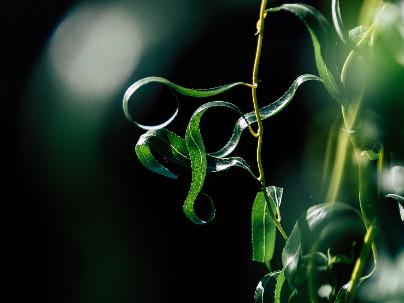 Зеленые листья вербы на тонких ветках