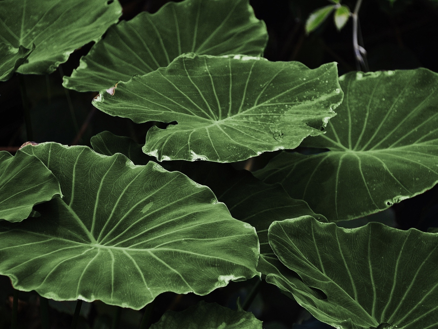 Большие зеленые листья растения крупным планом