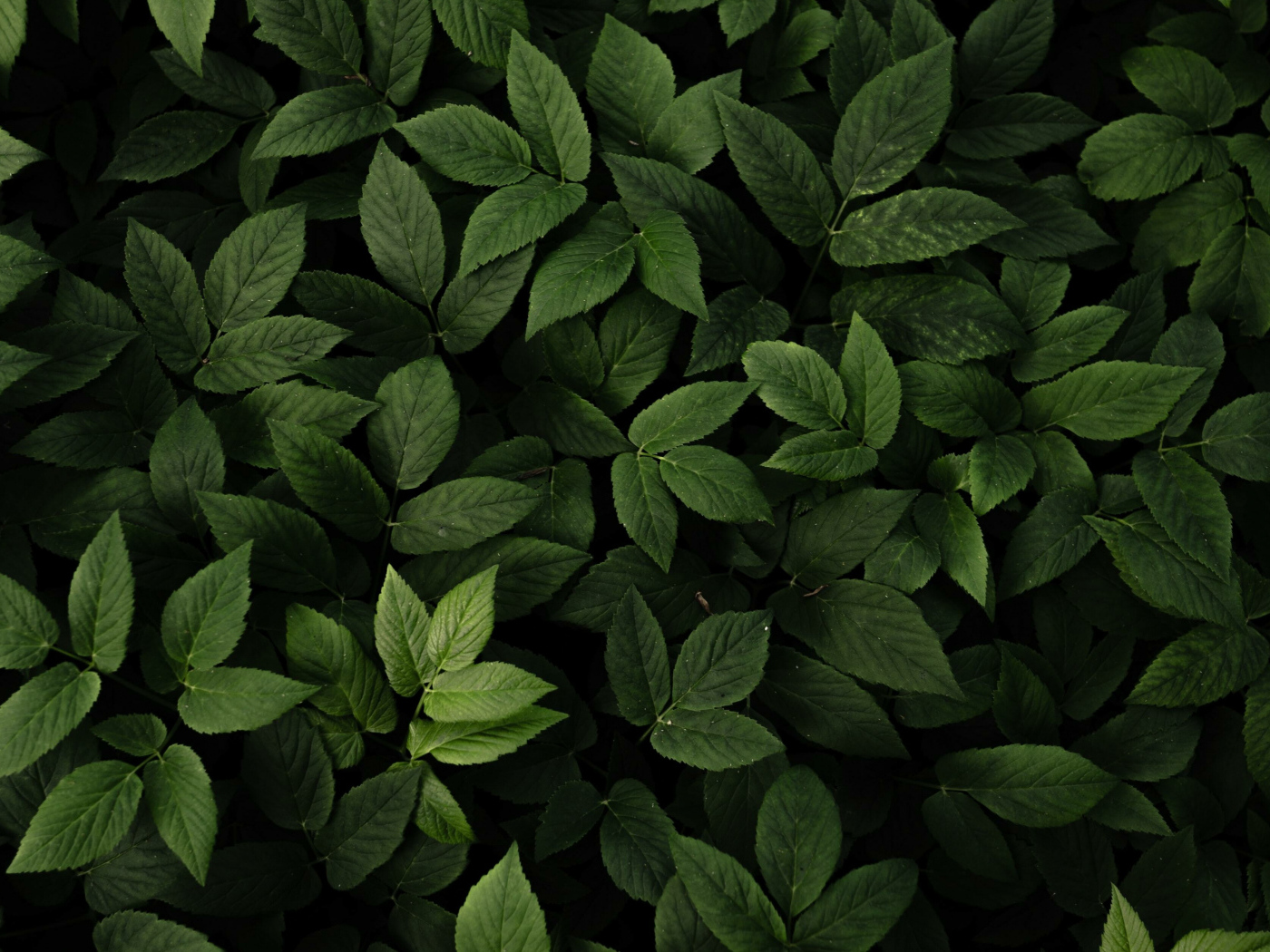 Много зеленых листьев крупным планом