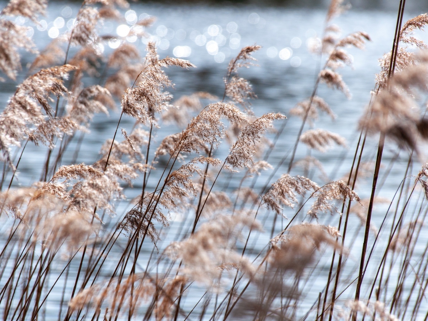 Пампасная трава растет у воды