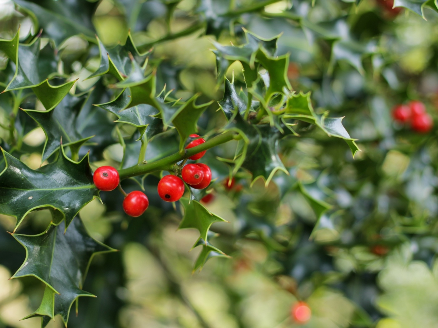 Красные ягоды на ветке с зелеными листьями