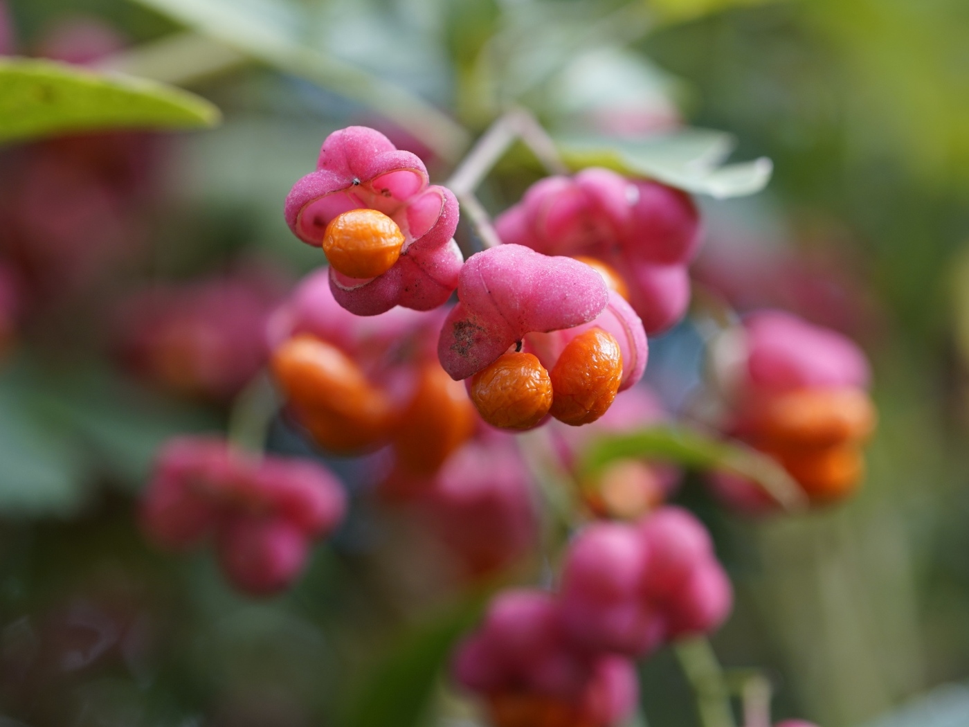 Красные ягоды на кустарнике бересклет