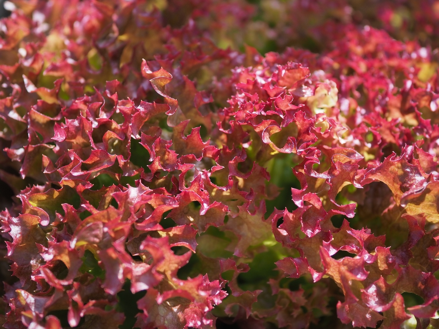 Красные листья салата латук