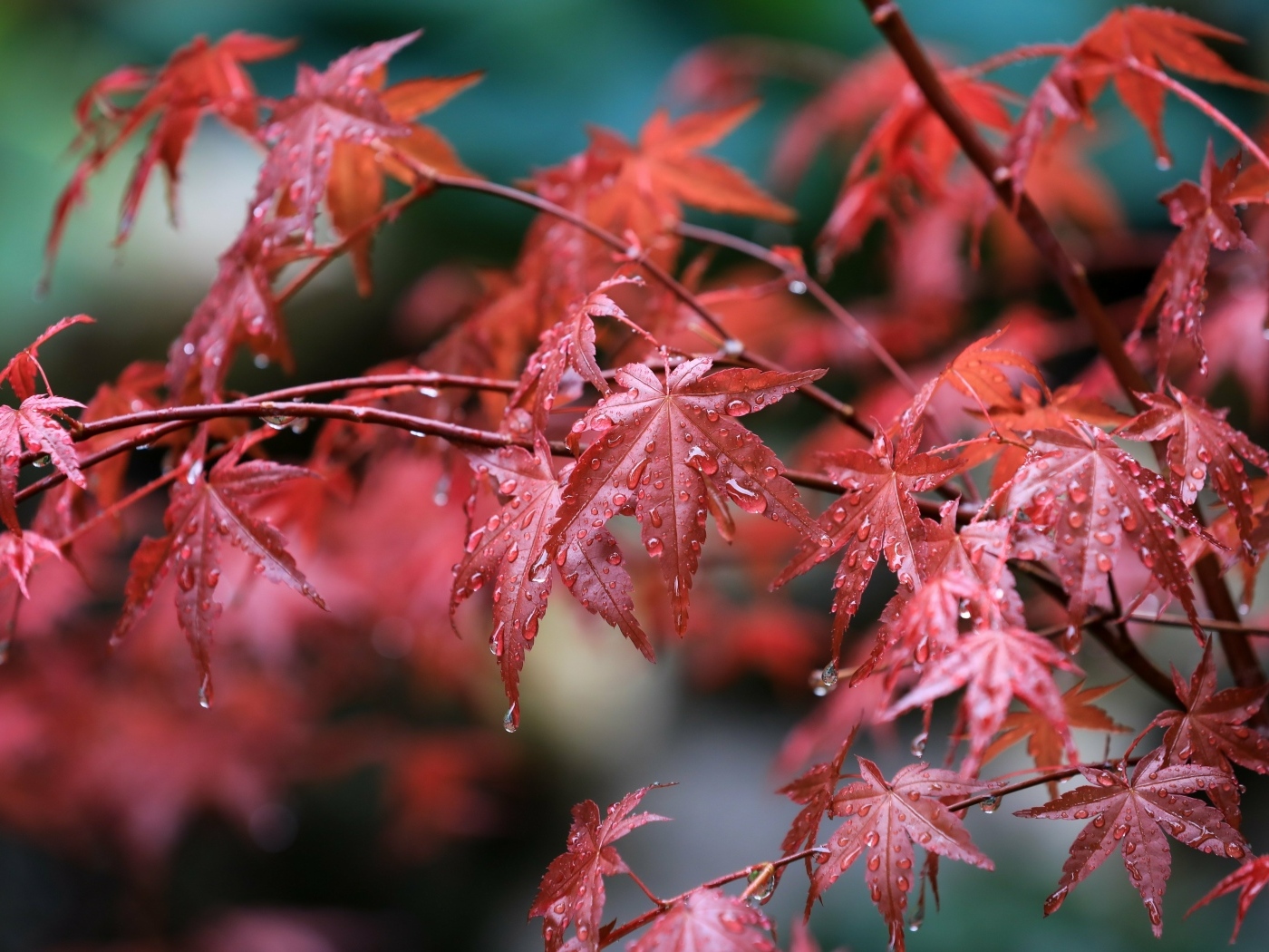 Мокрые красные листья клена