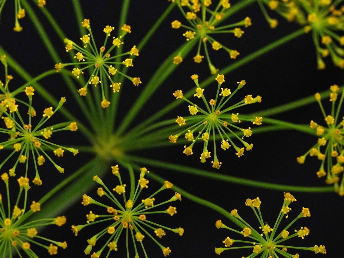 Желтый зонтик укропа крупным планом