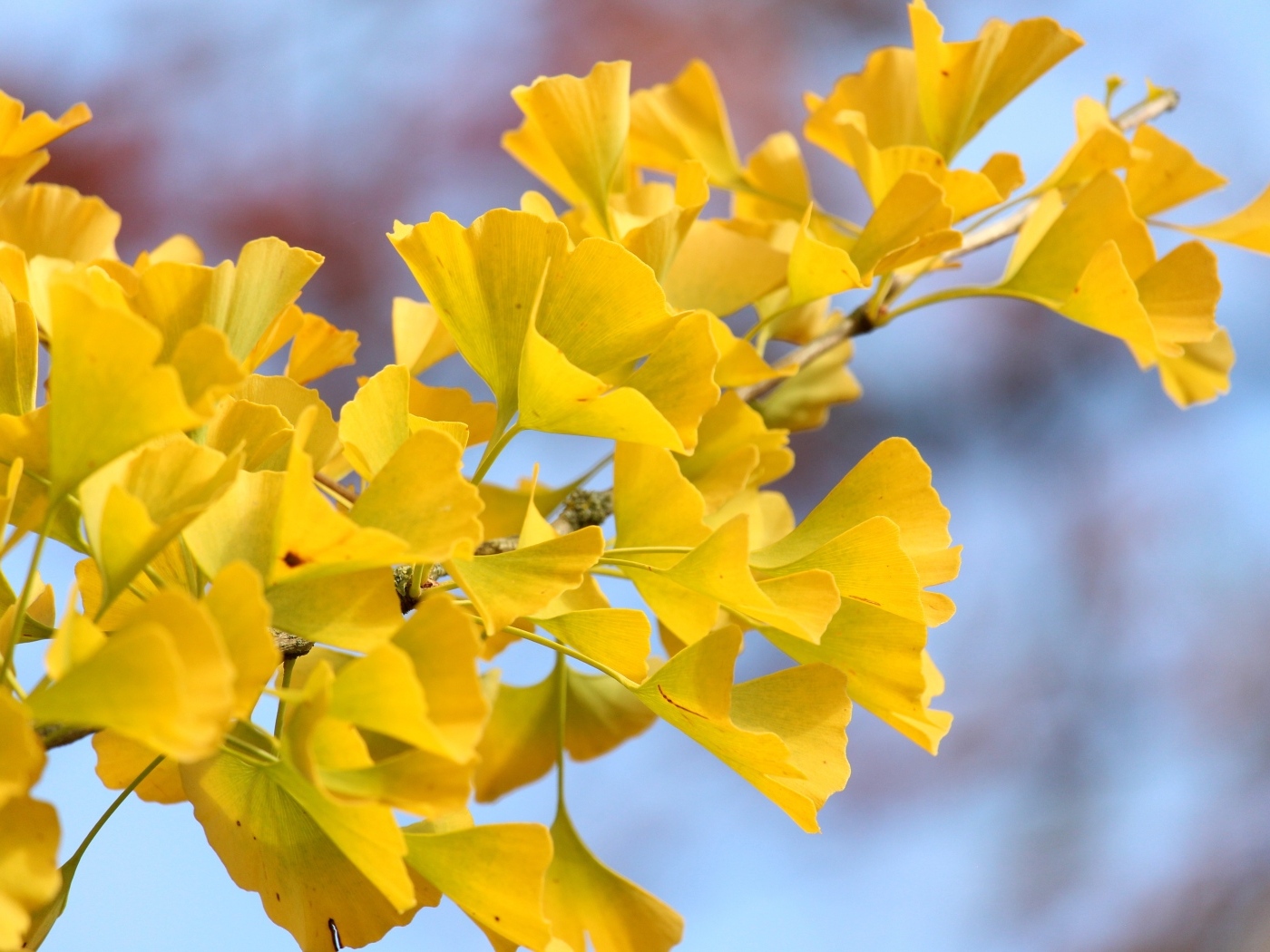 Желтые листья гинкго на ветке