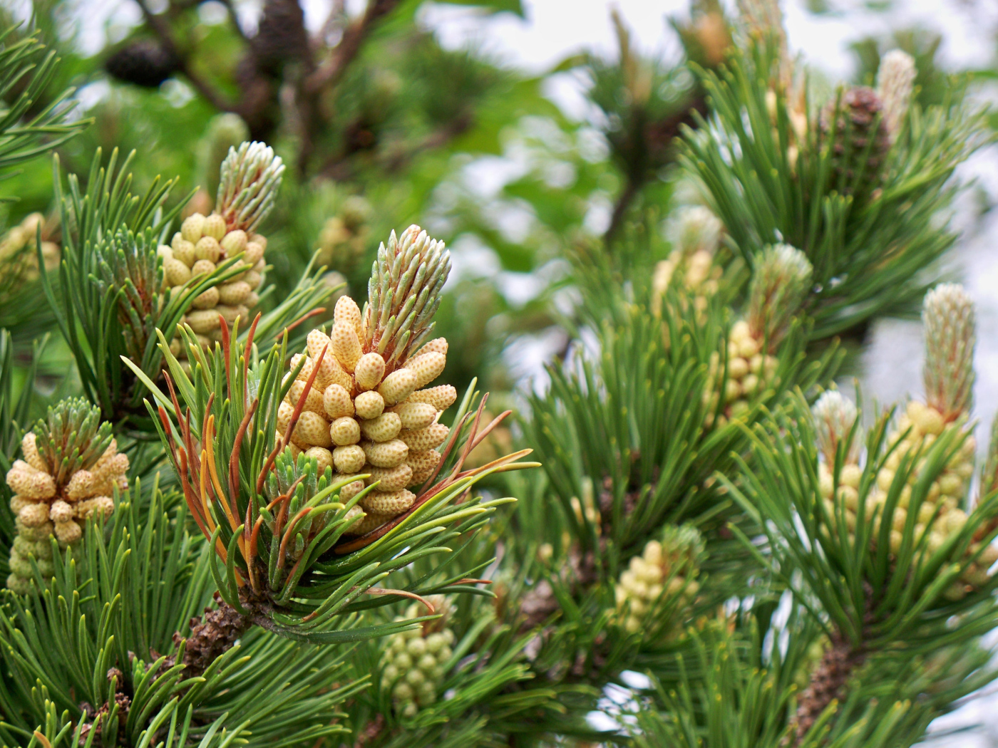 Молодые шишки на ветках сосны