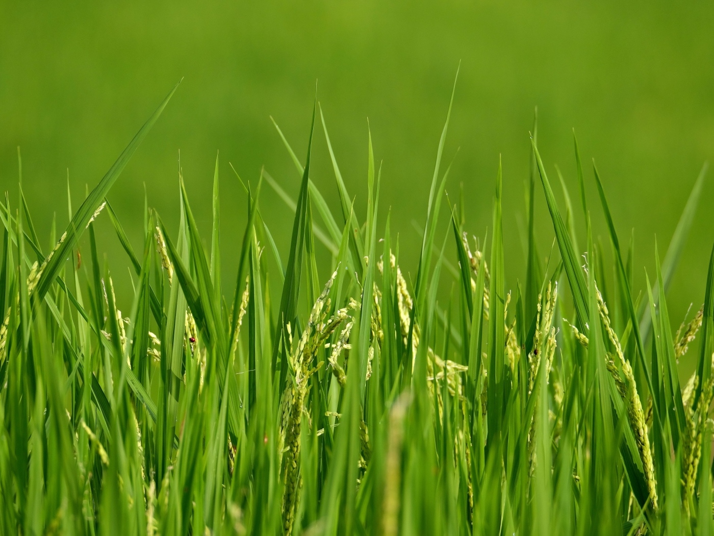 Молодая зеленая трава с колосками