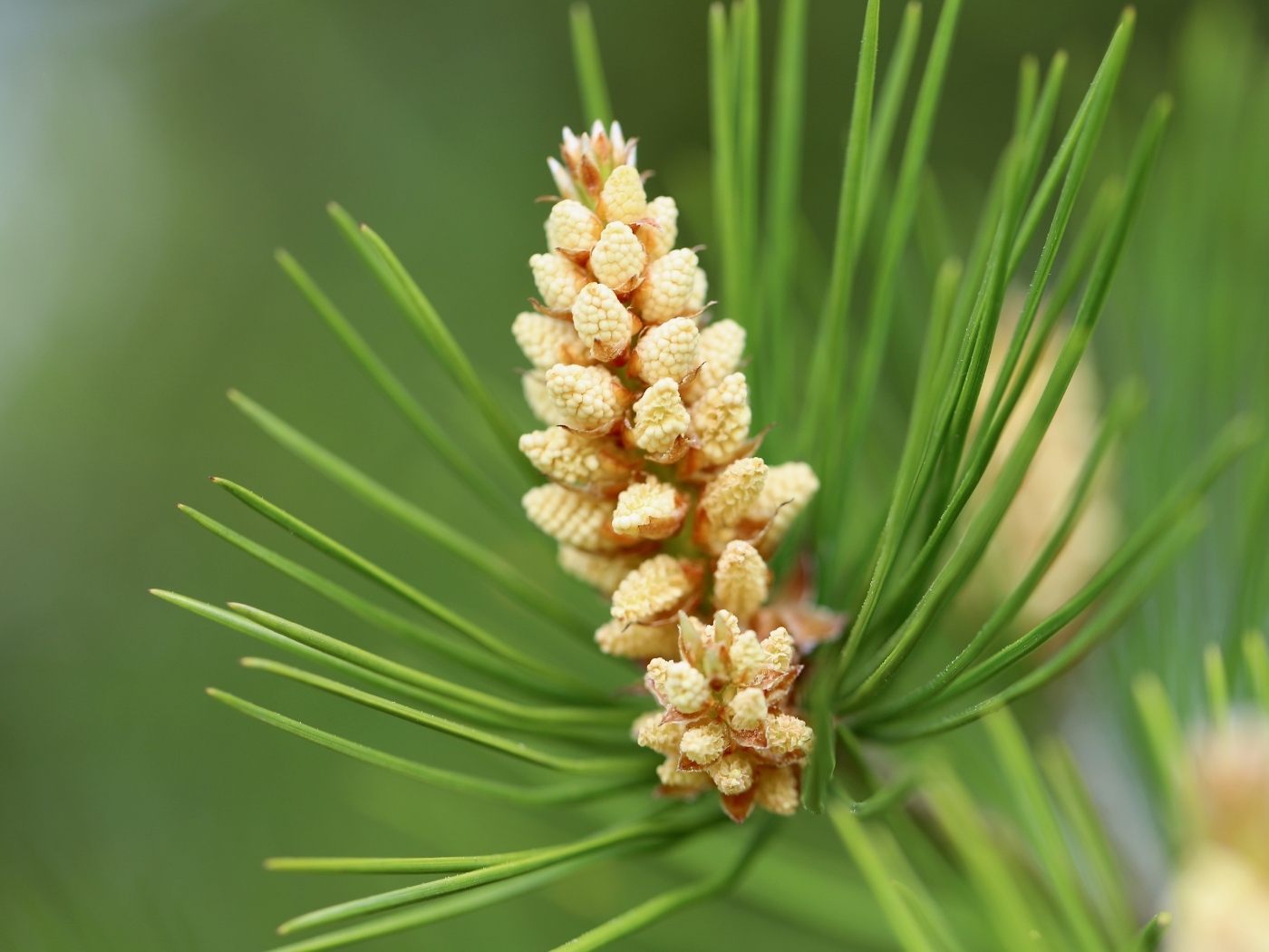 Молодая шишка на зеленой ветке сосны