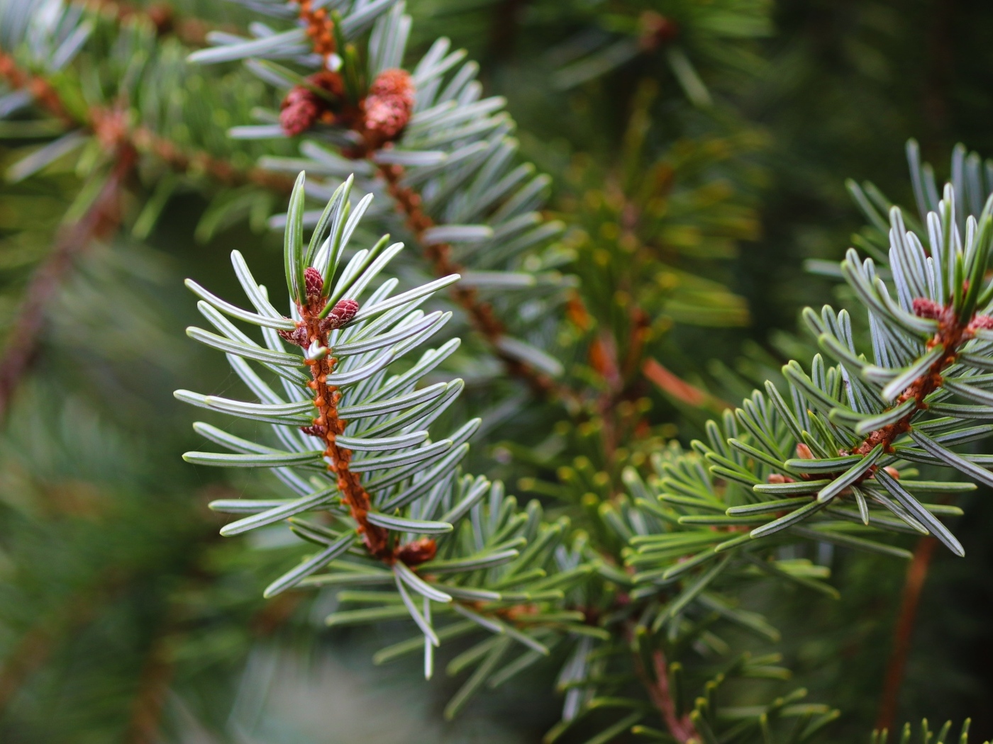 Колючая зеленая еловая ветка