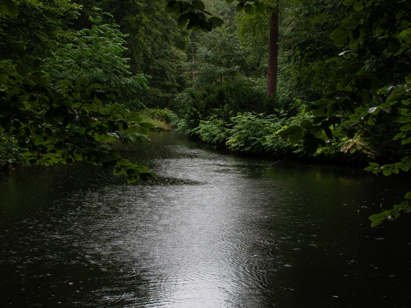 Лесное озеро под дождем летом