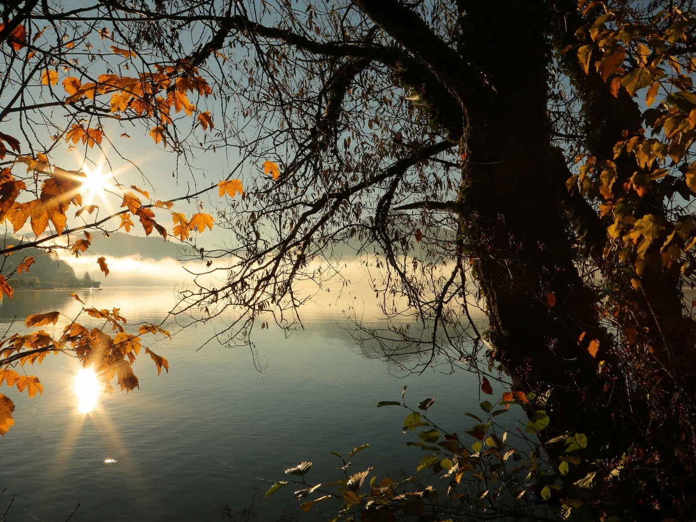 Деревья с желтыми листьями на берегу тихого озера