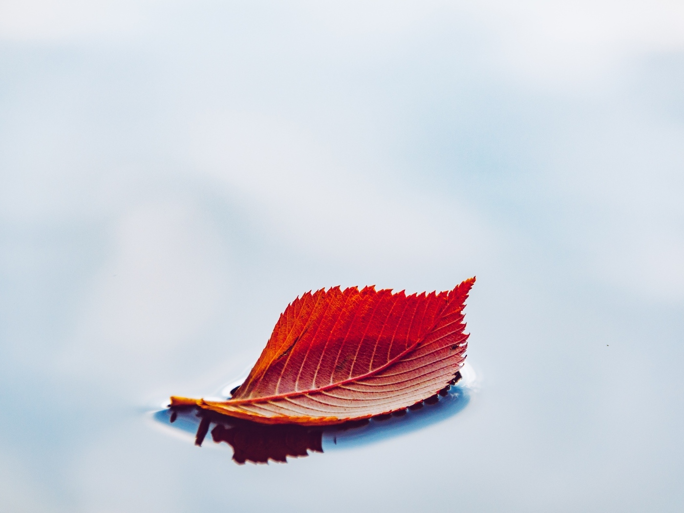 Оранжевый осенний лист в воде на сером фоне