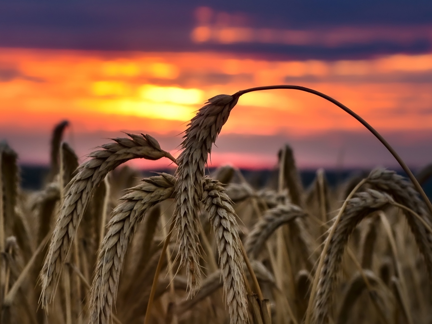 Колосья спелой пшеницы на закате солнца на поле