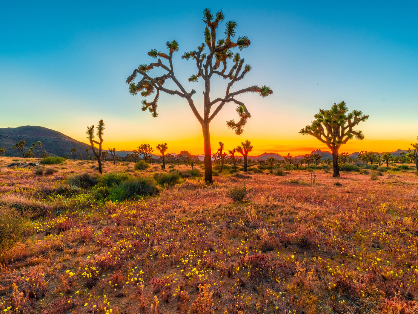 Закат солнца в национальном парке Джошуа-Три, США