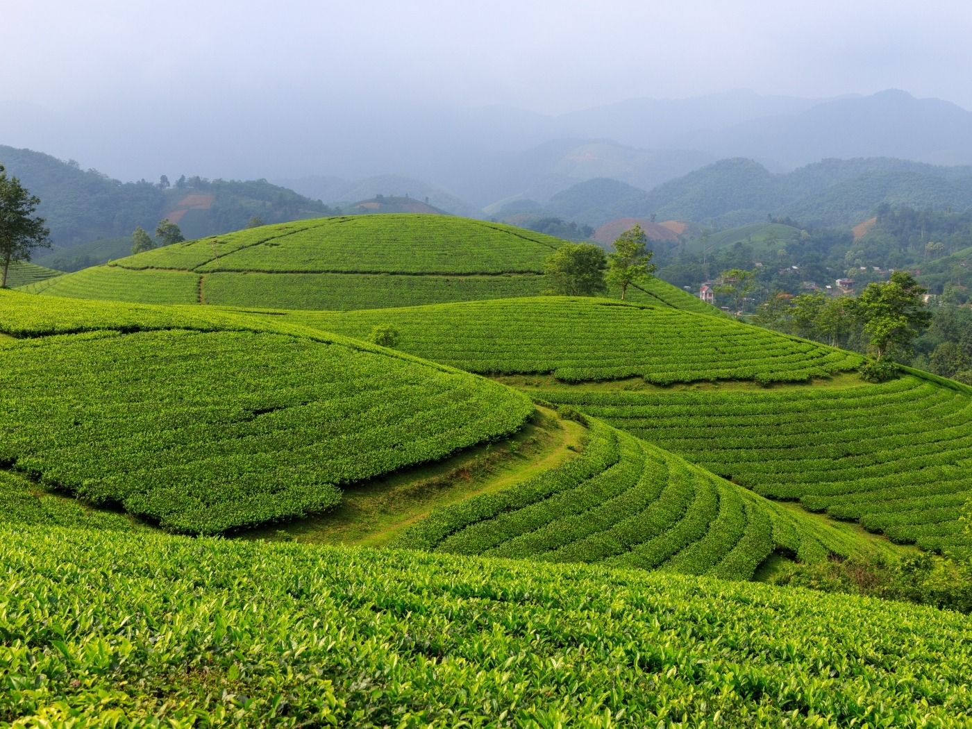 Зеленые чайные плантации, Вьетнам