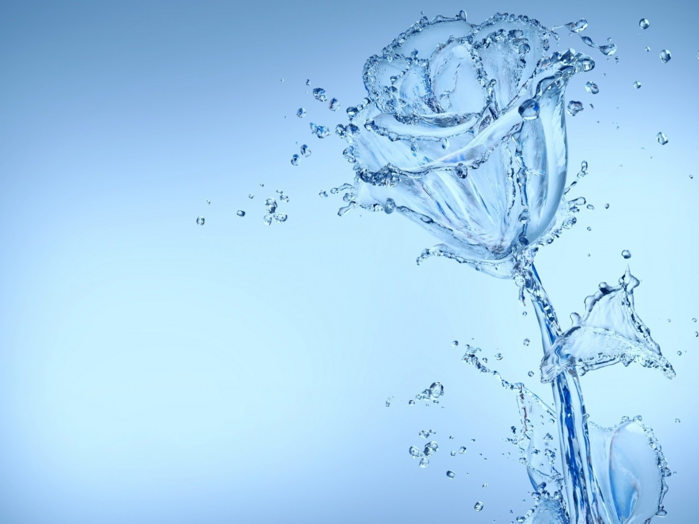 Красивая роза из воду на голубом фоне