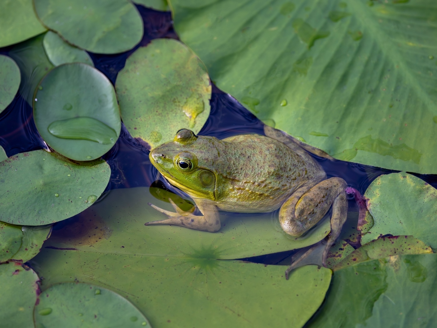 Лягушка с зелеными листьями в воде