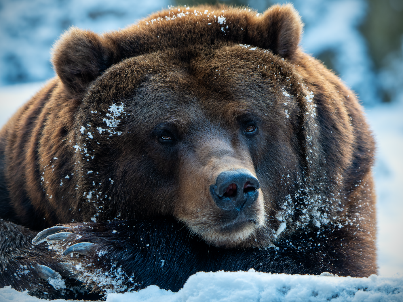 Большой хищный бурый медведь лежит на снегу