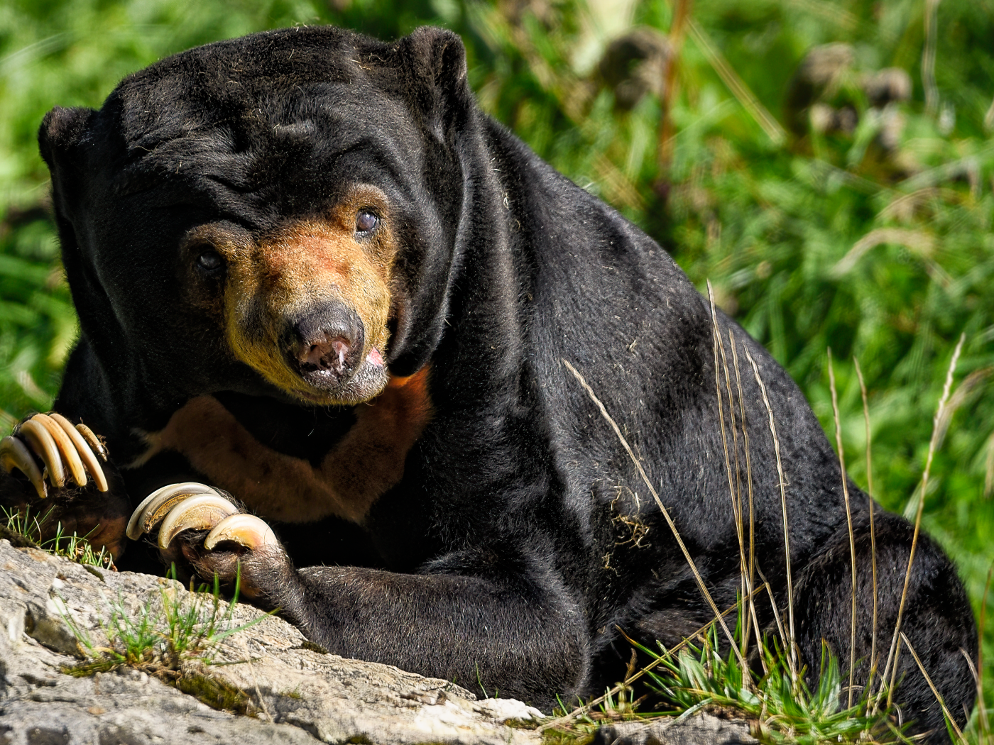 Большой черный медведь с острыми когтями