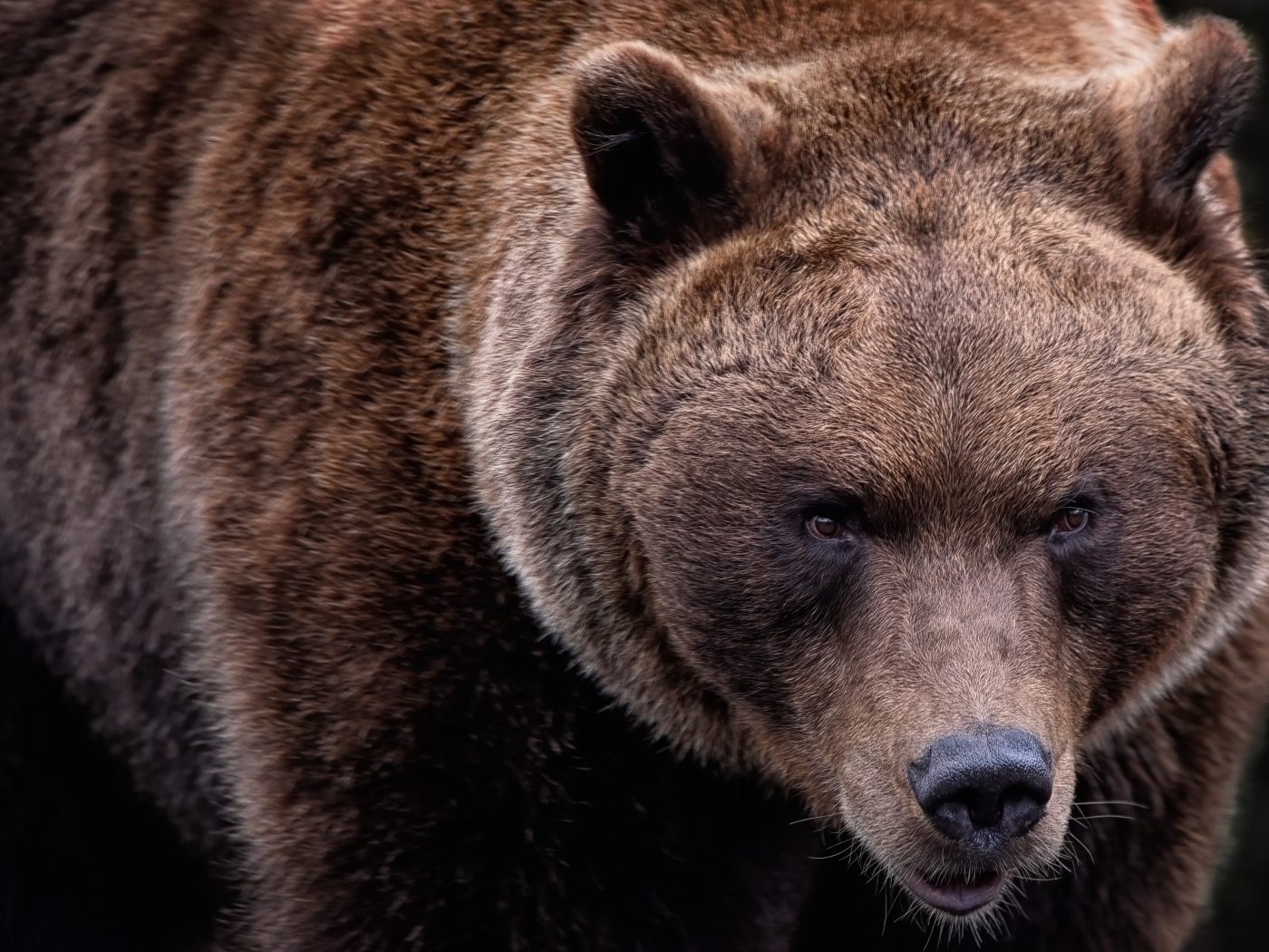 Большой бурый медведь крупным планом