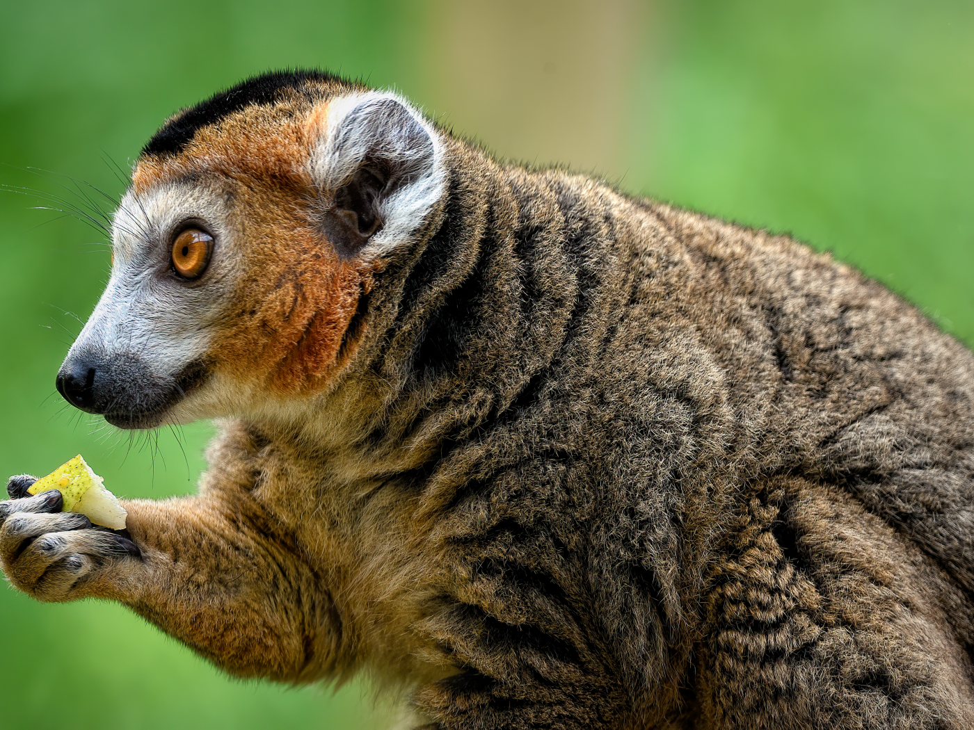 Лемур с коричневыми глазами ест грушу