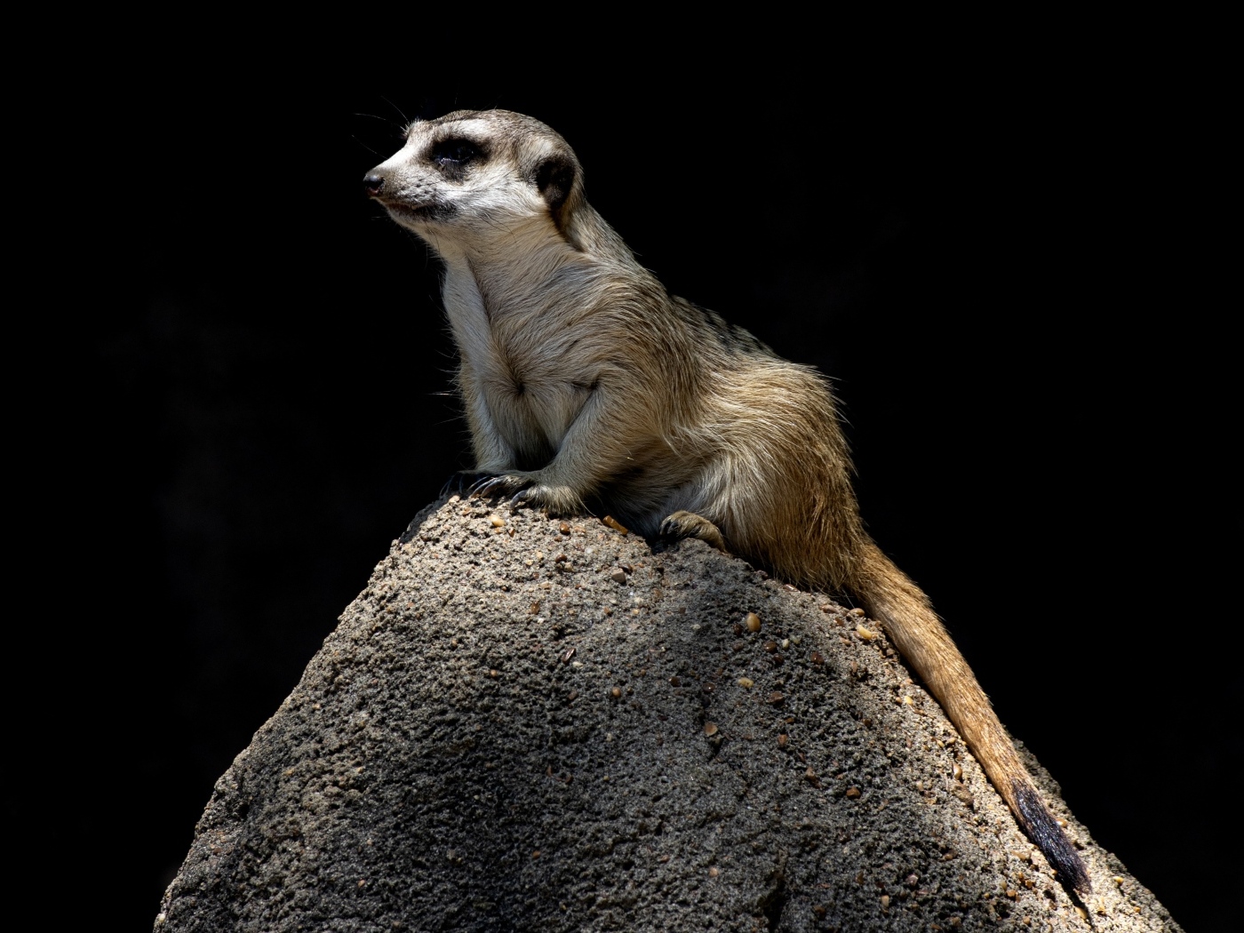 Маленький сурикат сидит на камне на черном фоне