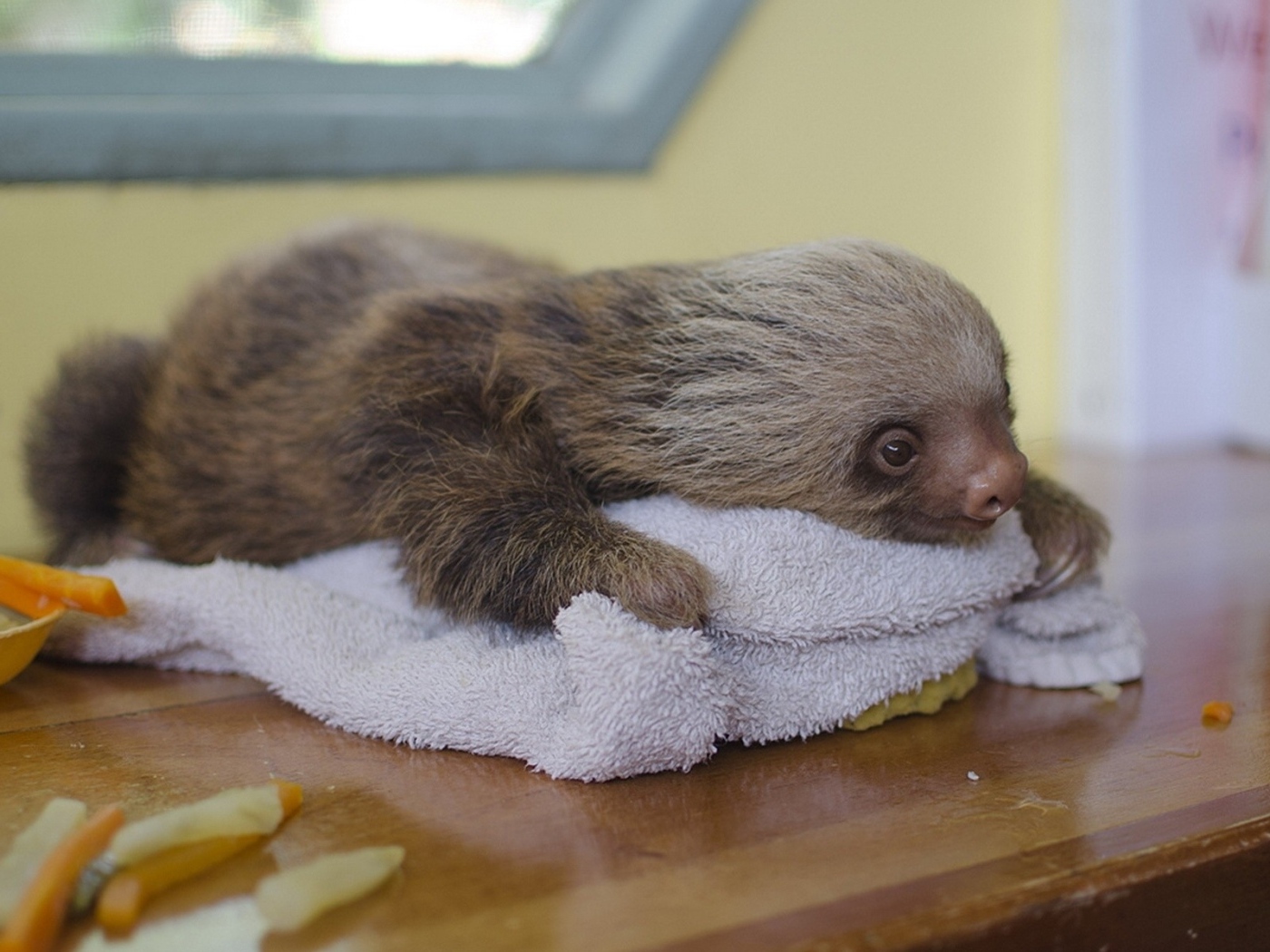 Маленький ленивец лежит на столе