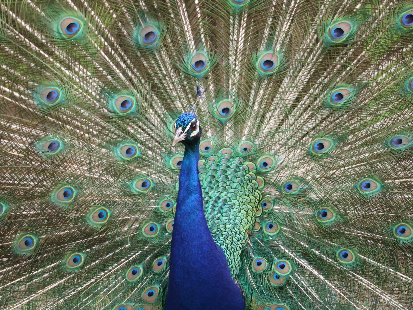 Красивый павлин раскрыл пышный хвост