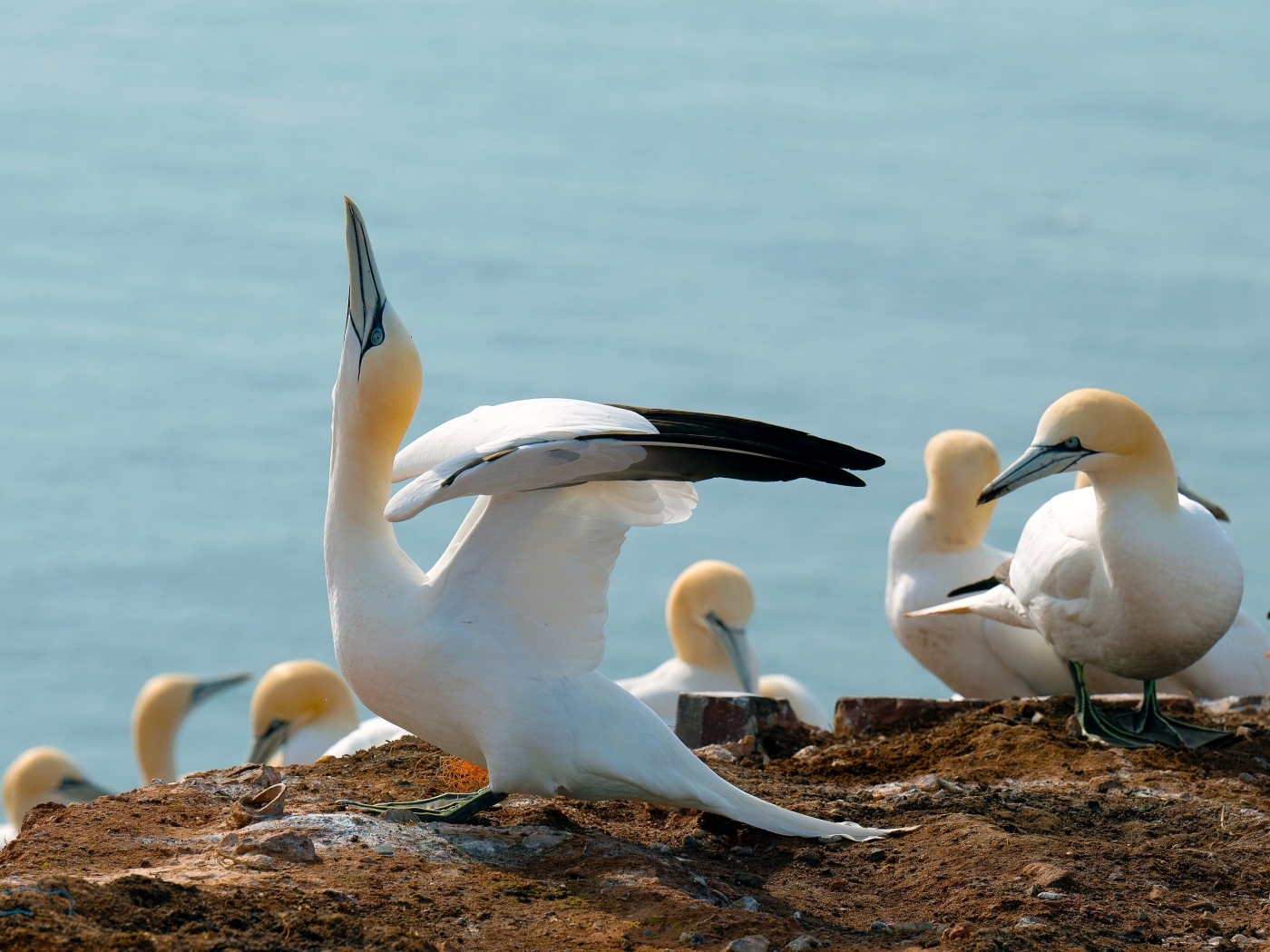 Стая чаек на скале у моря